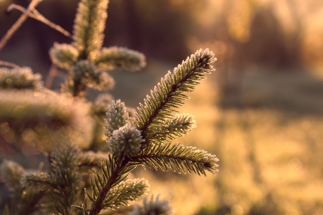 explorez le monde fascinant de l'écologie, la science qui étudie les interactions entre les organismes vivants et leur environnement. découvrez l'importance de la biodiversité, les menaces pesant sur notre planète et comment chacun peut contribuer à préserver notre écosystème.