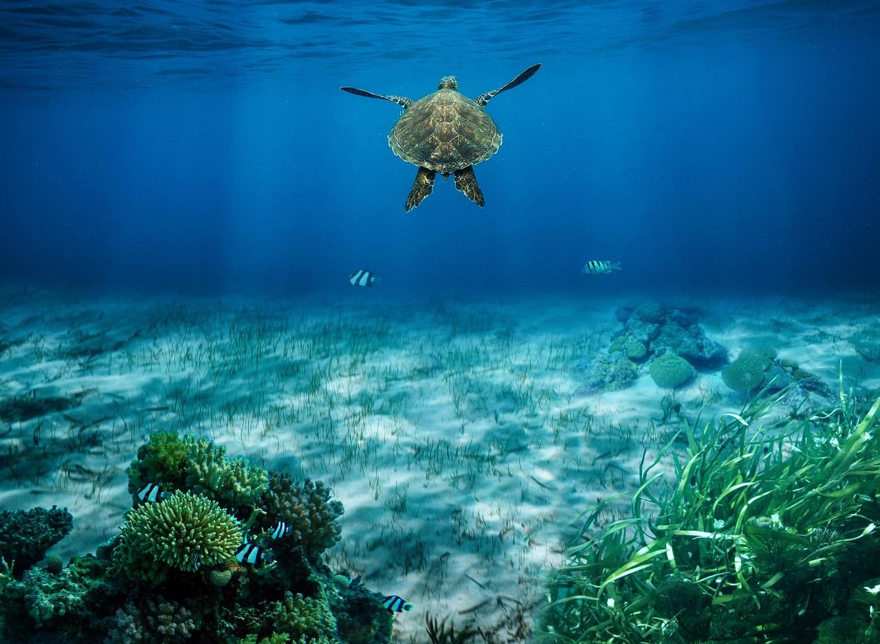 comprendre le blanchissement des coraux : causes, impacts environnementaux et solutions pour préserver les récifs coralins.