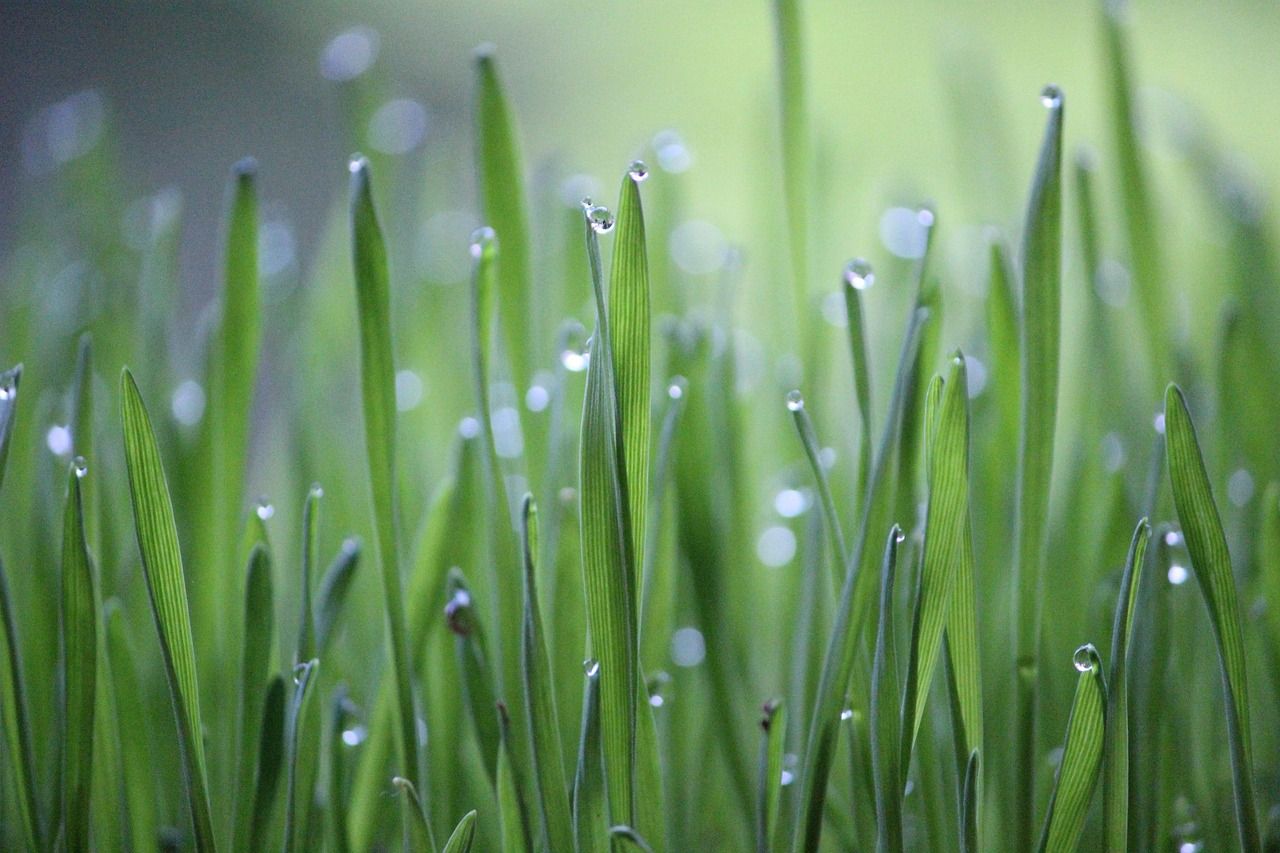 découvrez le monde fascinant de l'agriculture, secteur vital de notre économie qui englobe les techniques de culture, d'élevage et de durabilité. apprenez-en plus sur les innovations et pratiques qui façonnent notre avenir alimentaire.