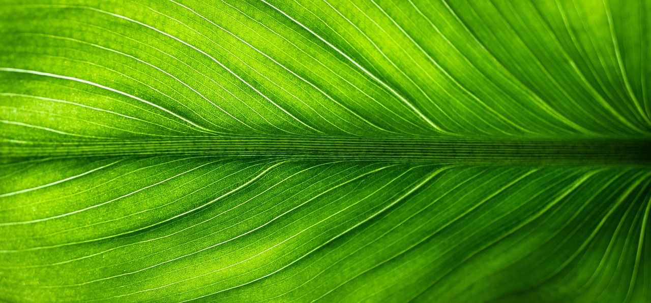 découvrez des solutions éco-responsables pour réduire votre empreinte écologique. adoptez un mode de vie durable grâce à nos conseils, produits et astuces respectueux de l'environnement.