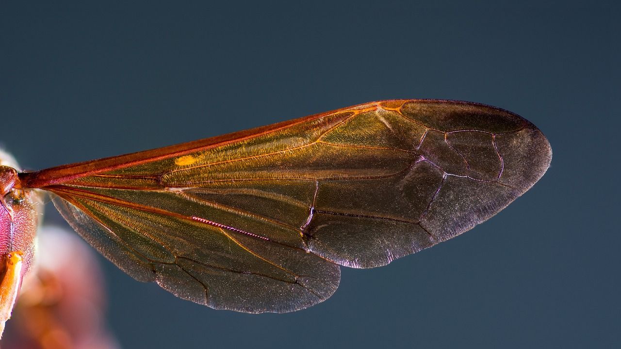 découvrez tout sur le hornet, un insecte fascinant reconnu pour son rôle dans l'écosystème et ses caractéristiques uniques.