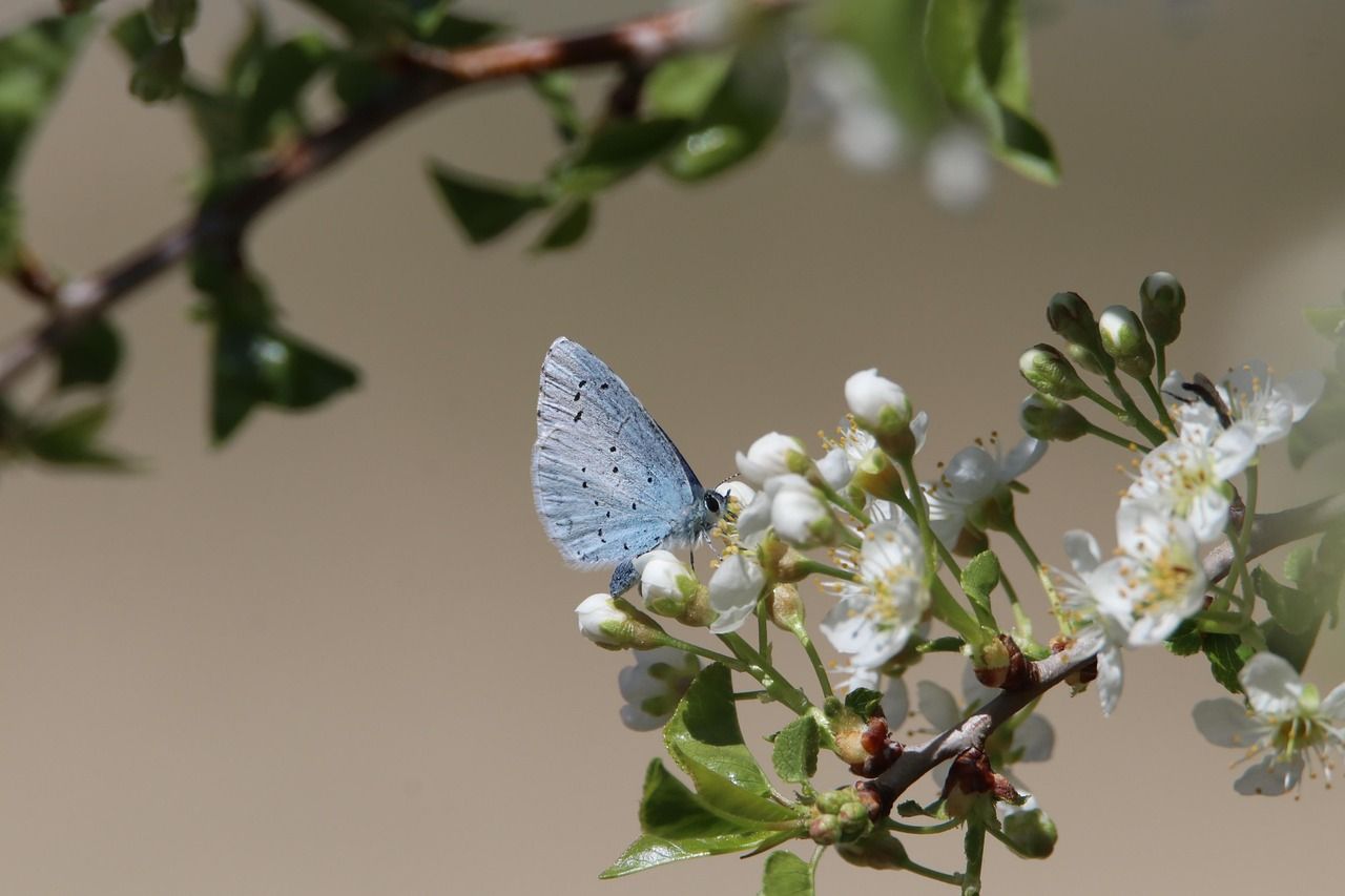 découvrez la richesse de la biodiversité, essentielle à notre planète. explorez les différentes espèces, les écosystèmes et l'importance de préserver la variété de la vie sur terre pour un avenir durable.