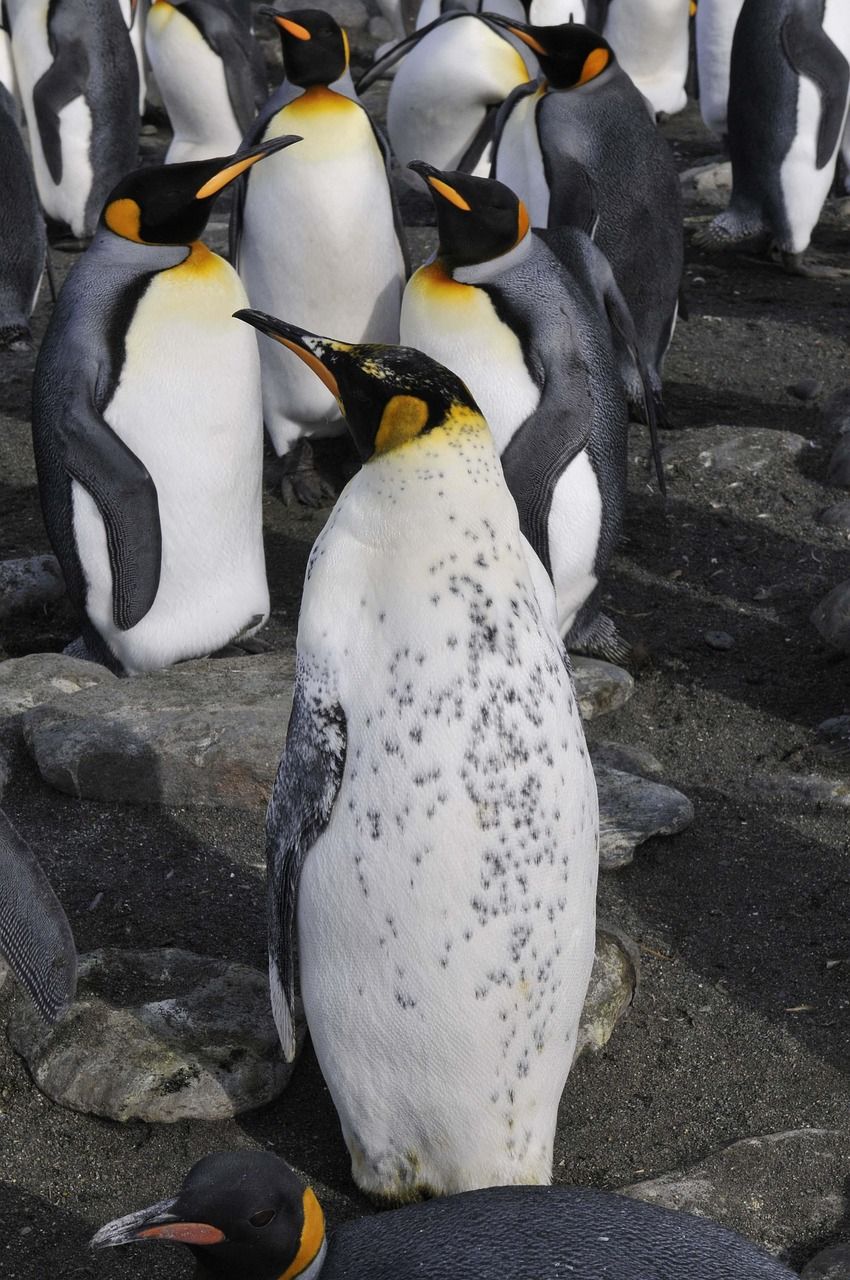 découvrez le manchot empereur, le plus grand des manchots, célèbre pour sa résilience au cœur des conditions extrêmes de l'antarctique.