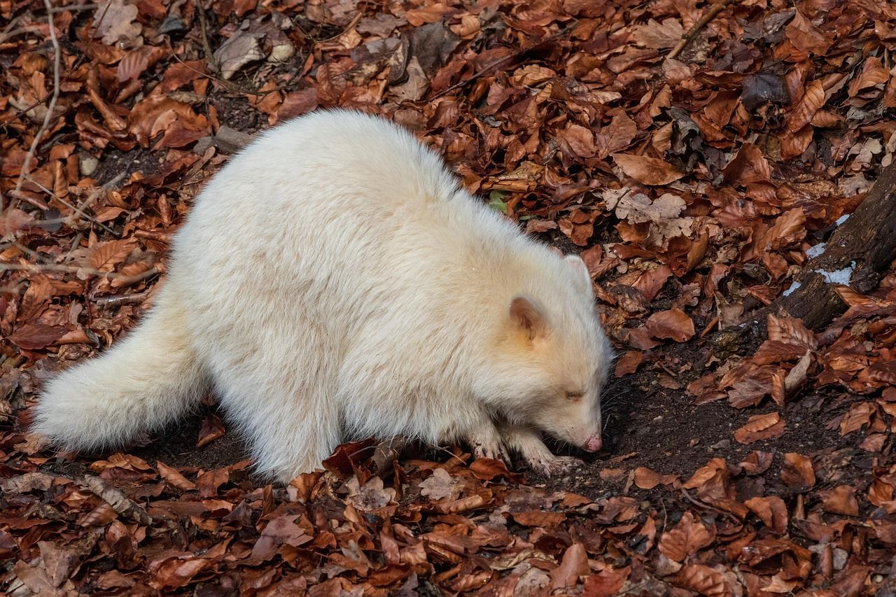 découvrez albino attacks, une aventure palpitante pleine d'action et de suspense. plongez dans un univers intense où chaque attaque compte.