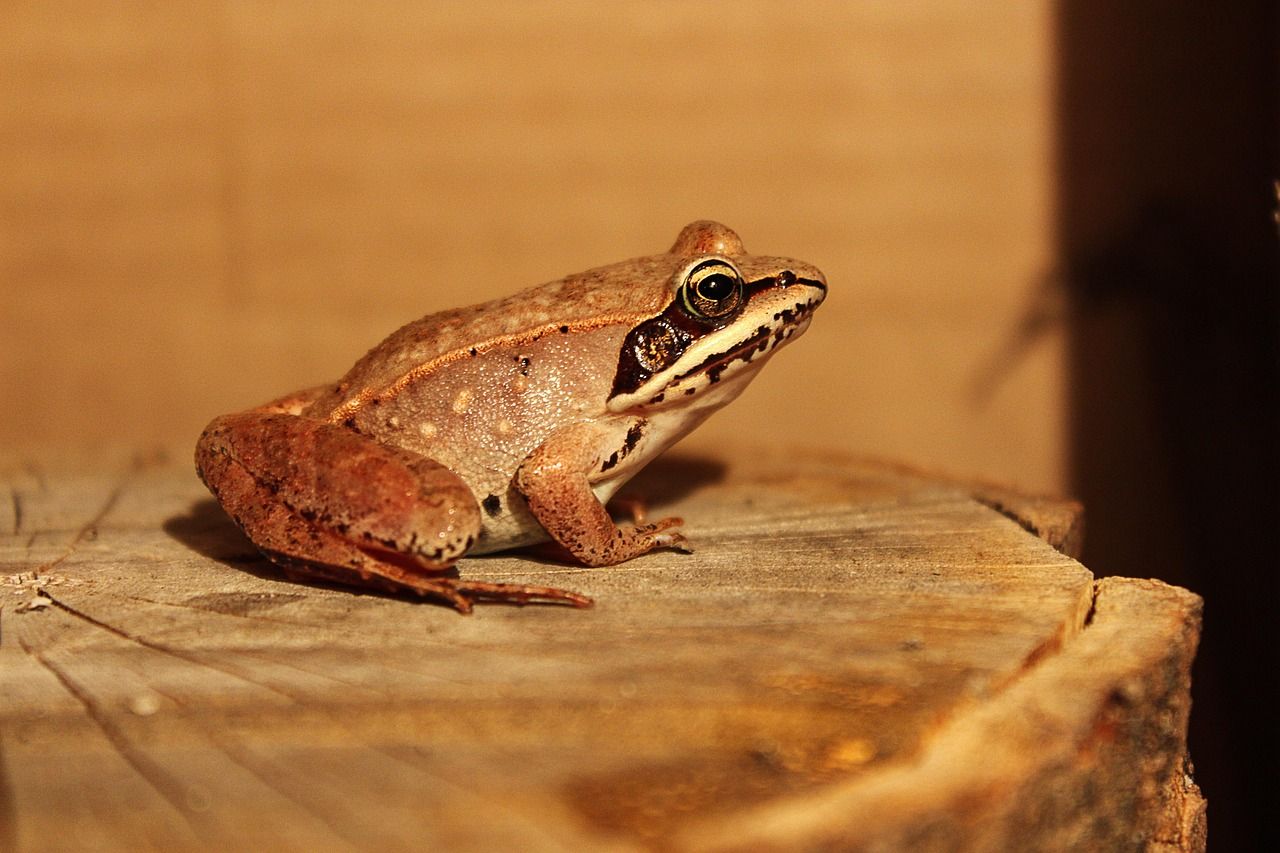 découvrez frog frequency, un jeu unique mêlant puzzles et aventures sonores où vous devrez résoudre des énigmes en utilisant les fréquences des grenouilles pour progresser.