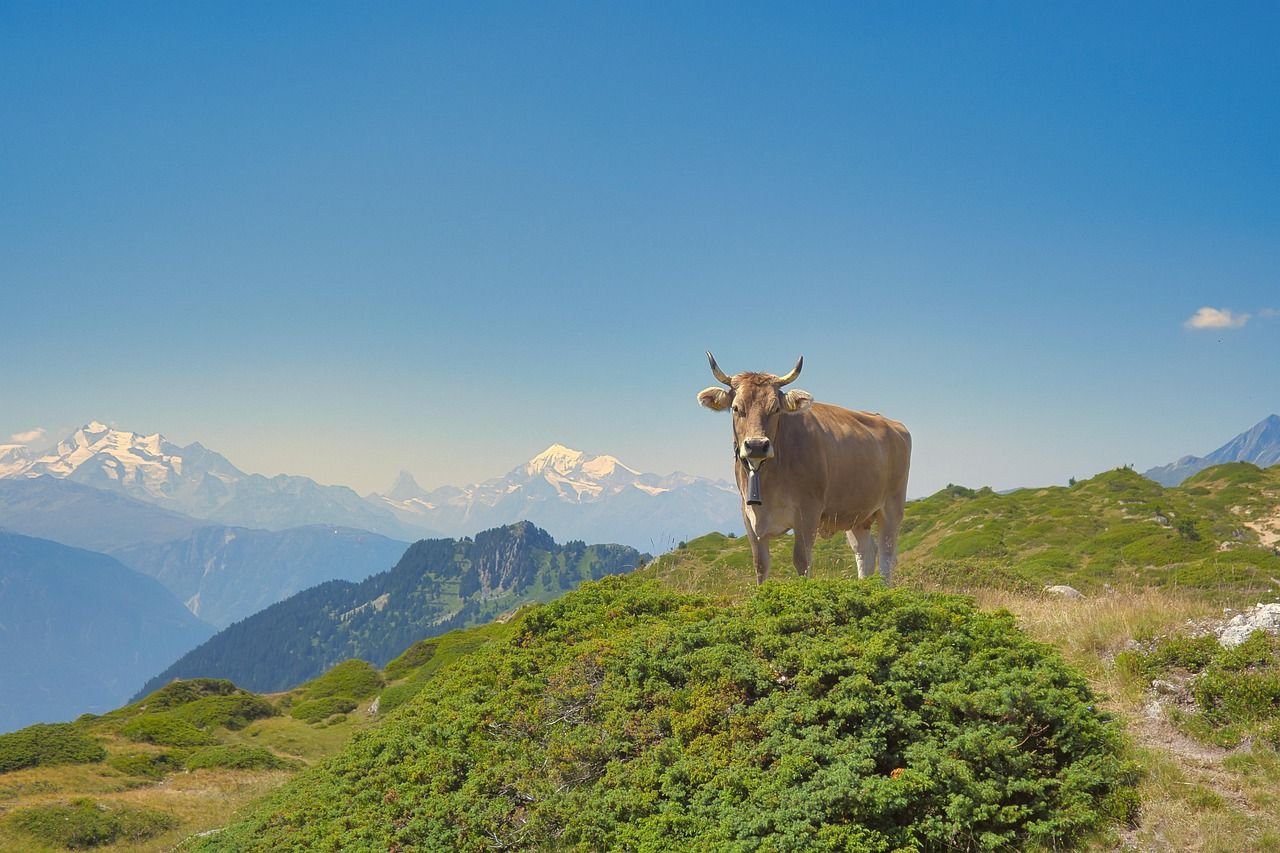 découvrez tout sur les glaciers : formation, types, impact sur l'environnement et changements climatiques. explorez la science des glaciers et leur importance écologique.