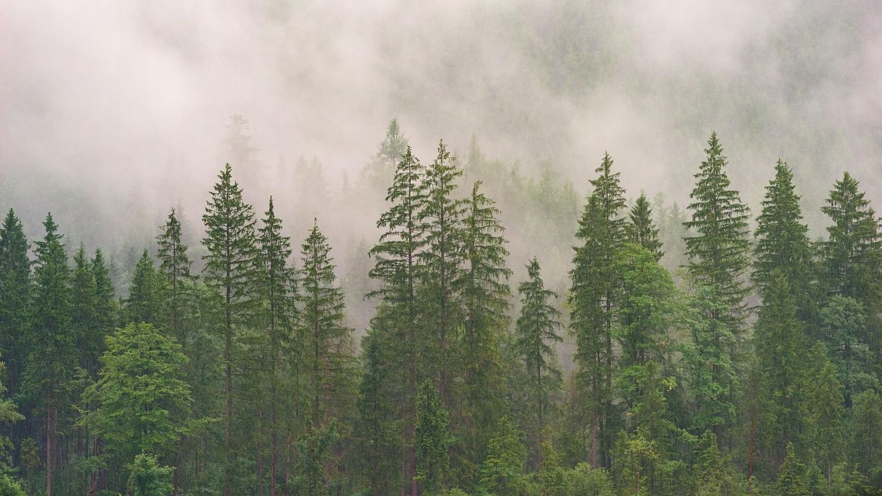 découvrez tout sur les forêts : leur importance écologique, leur diversité, les menaces qui pèsent sur elles et les solutions pour les protéger. explorez la beauté et le rôle vital des forêts dans notre environnement.