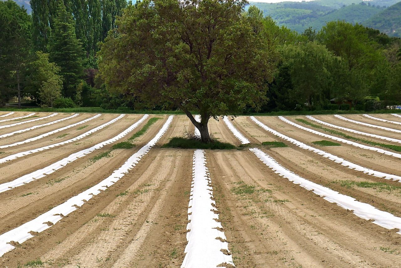 découvrez l'agroécologie, une approche durable de l'agriculture alliant respect de l'environnement, biodiversité et production responsable pour un avenir alimentaire sain.