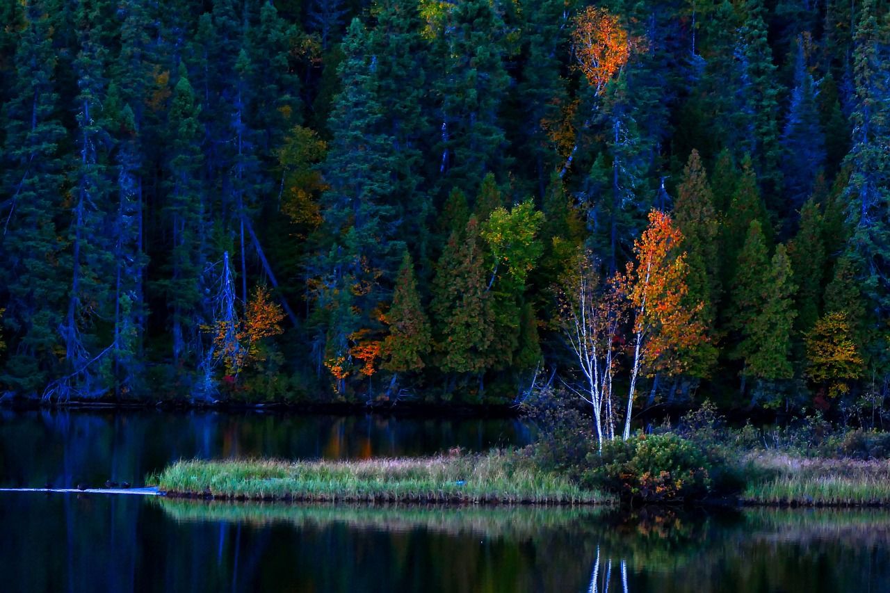 découvrez l'importance de la restauration des écosystèmes pour préserver notre planète. apprenez comment des initiatives innovantes contribuent à revitaliser les habitats naturels, à favoriser la biodiversité et à lutter contre le changement climatique.