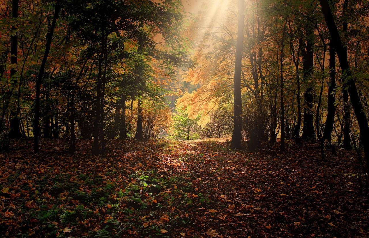 découvrez la beauté de l'automne avec ses paysages colorés, ses températures douces et ses moments chaleureux.