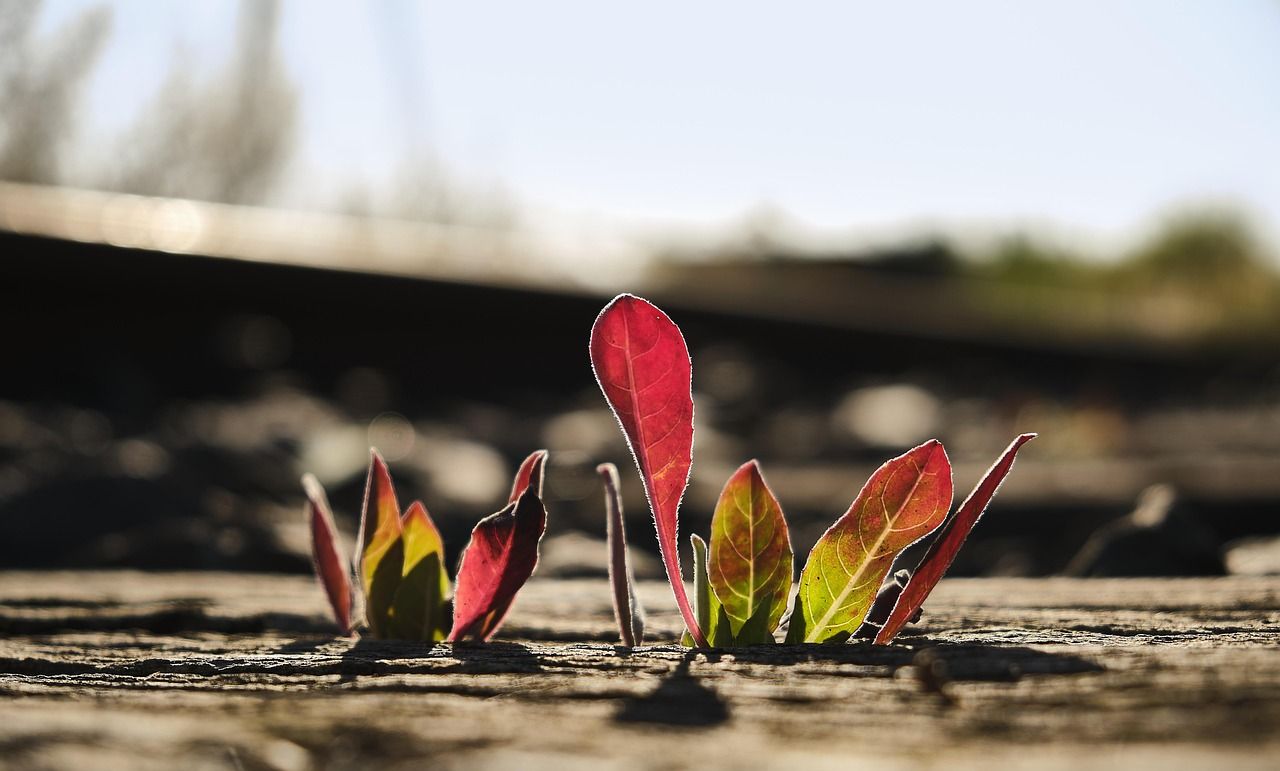 la renaturation : restaurer les écosystèmes pour un environnement durable et équilibré.
