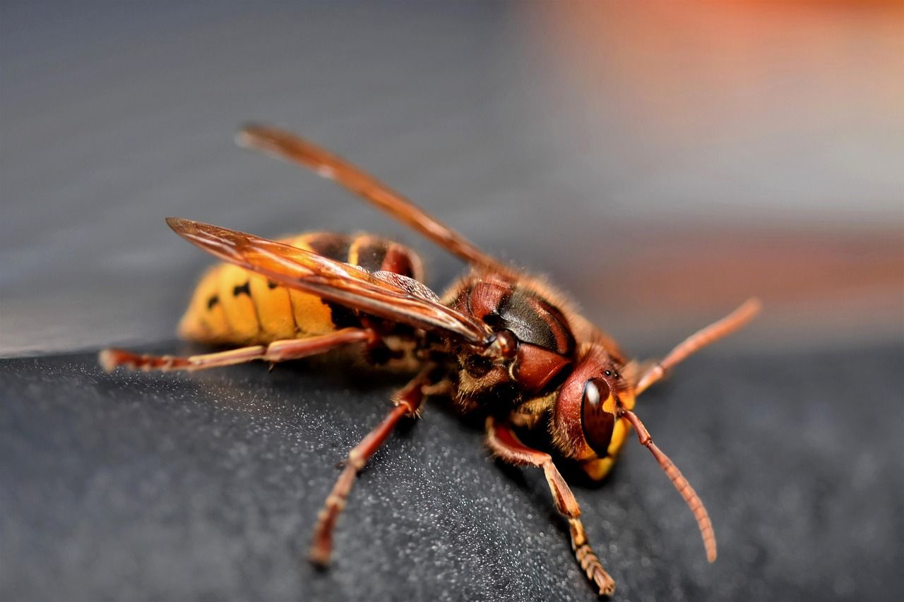 découvrez tout sur le frelon asiatique : caractéristiques, dangers, prévention et méthodes de lutte pour protéger votre environnement.