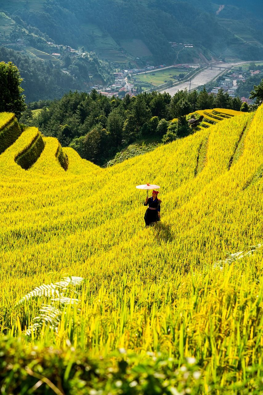 découvrez les dernières tendances et innovations en agriculture, des techniques durables aux solutions technologiques pour optimiser la production agricole.
