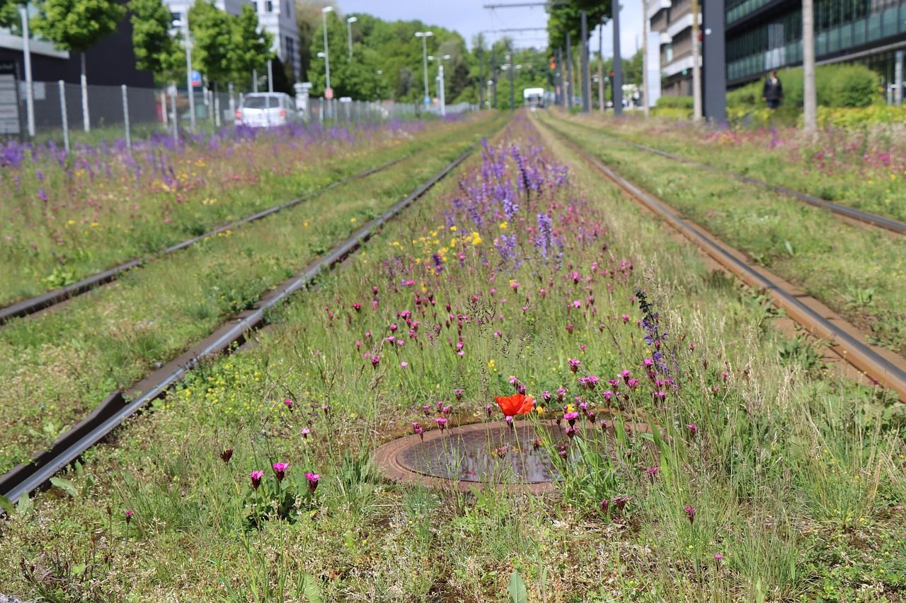 découvrez le concept de la renaturation : restauration des écosystèmes naturels pour préserver la biodiversité et améliorer la qualité de l'environnement.