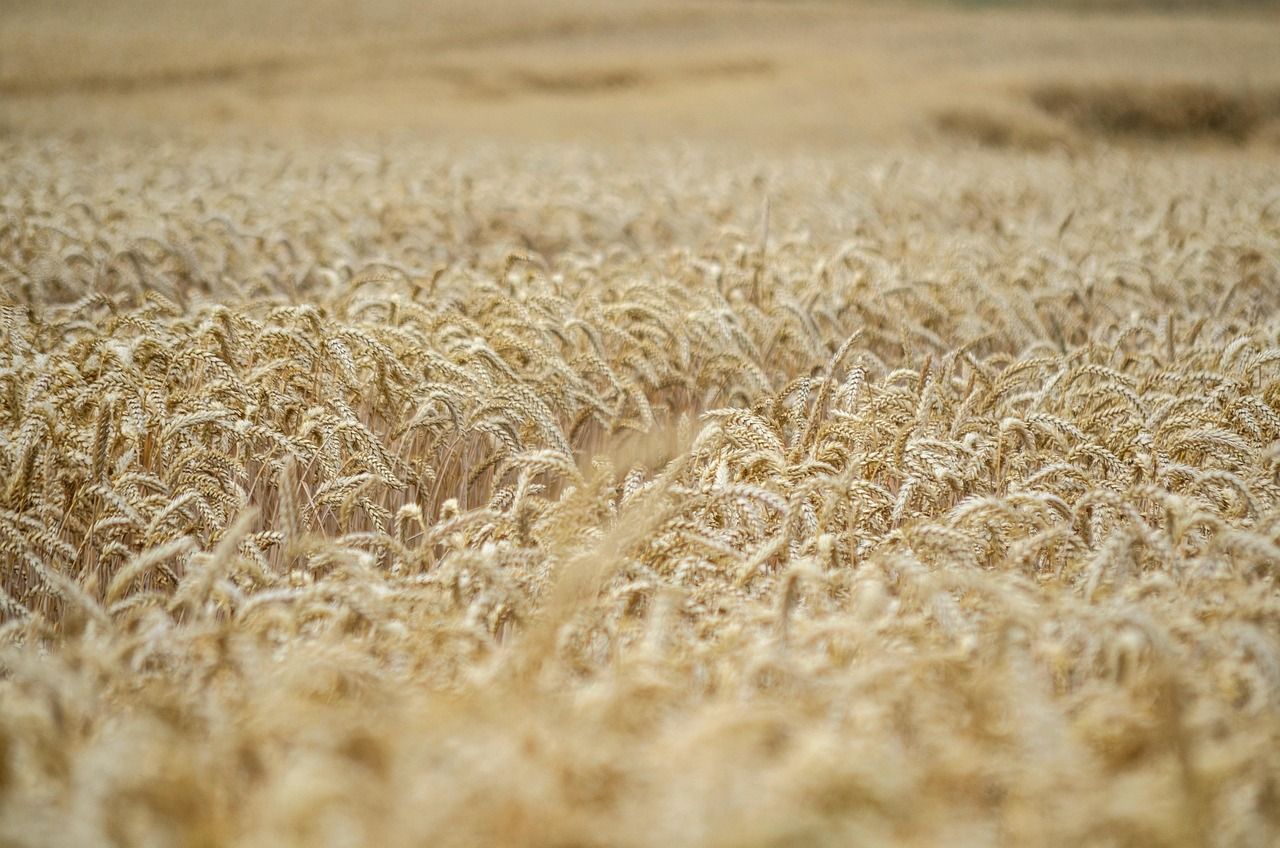 découvrez tout sur le blé, une céréale essentielle à l'alimentation mondiale, ses variétés, ses utilisations en cuisine et son impact sur l'agriculture.