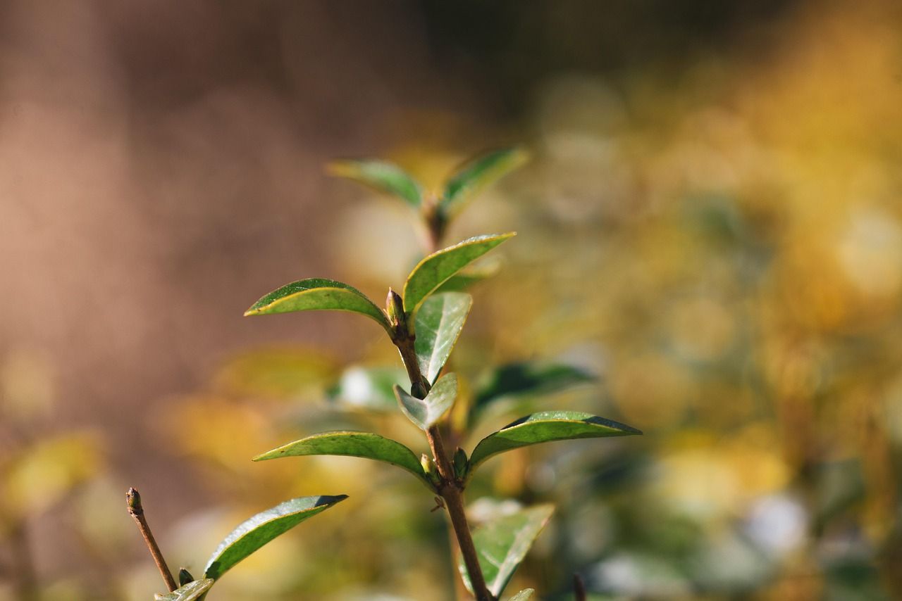 découvrez nos conseils et idées pour créer et entretenir une haie champêtre, idéale pour délimiter votre jardin tout en favorisant la biodiversité locale.