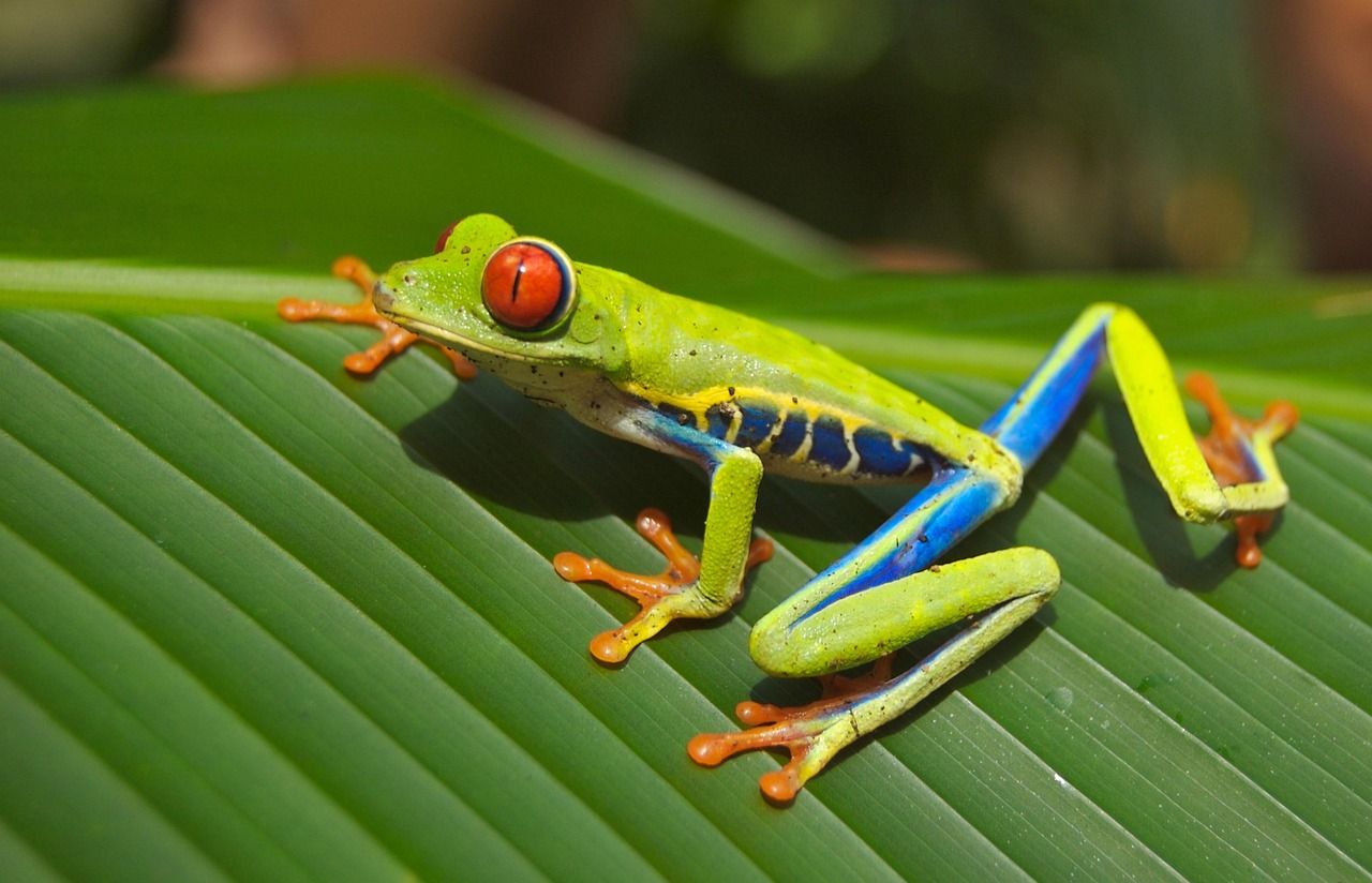découvrez frog frequency, une aventure musicale unique où chaque note vous plonge dans un univers sonore captivant et immersif.