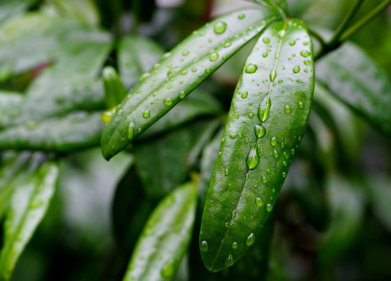 découvrez l'importance de la collecte des eaux de pluie, une solution écologique pour économiser l'eau et réduire votre facture tout en protégeant l'environnement.