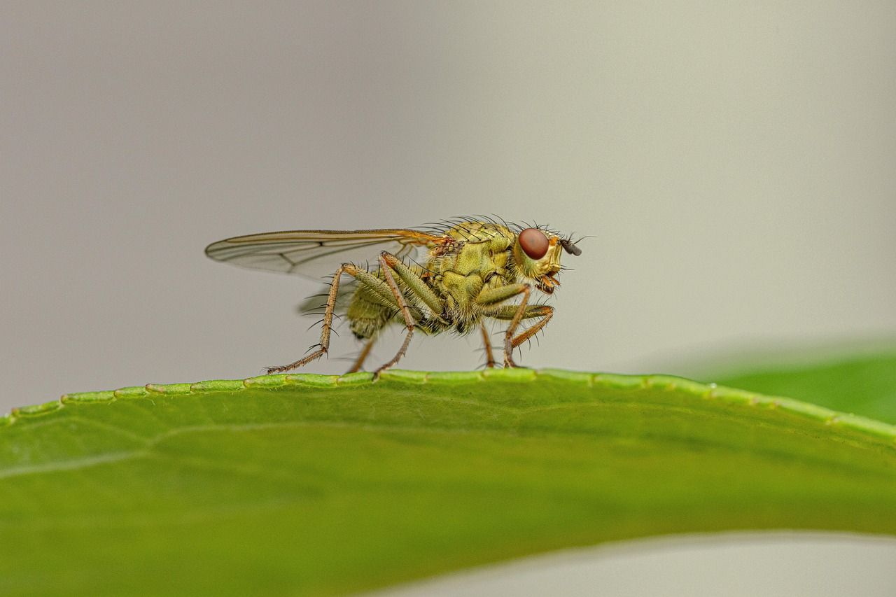 découvrez l'importance de la biodiversité pour l'équilibre des écosystèmes, la préservation des espèces et la santé de notre planète. explorez les défis et les solutions pour protéger la richesse naturelle qui nous entoure.