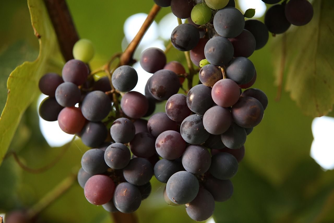 découvrez les principes de l'agriculture biologique, une méthode respectueuse de l'environnement qui favorise la biodiversité et la santé des sols pour produire des aliments sains et naturels.