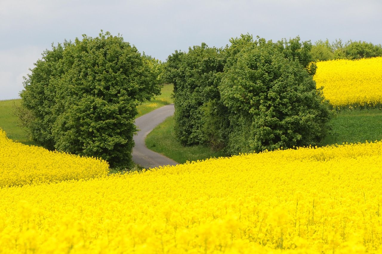 découvrez l'importance des haies agricoles pour la biodiversité, la protection des cultures et l'amélioration des sols dans les exploitations agricoles.