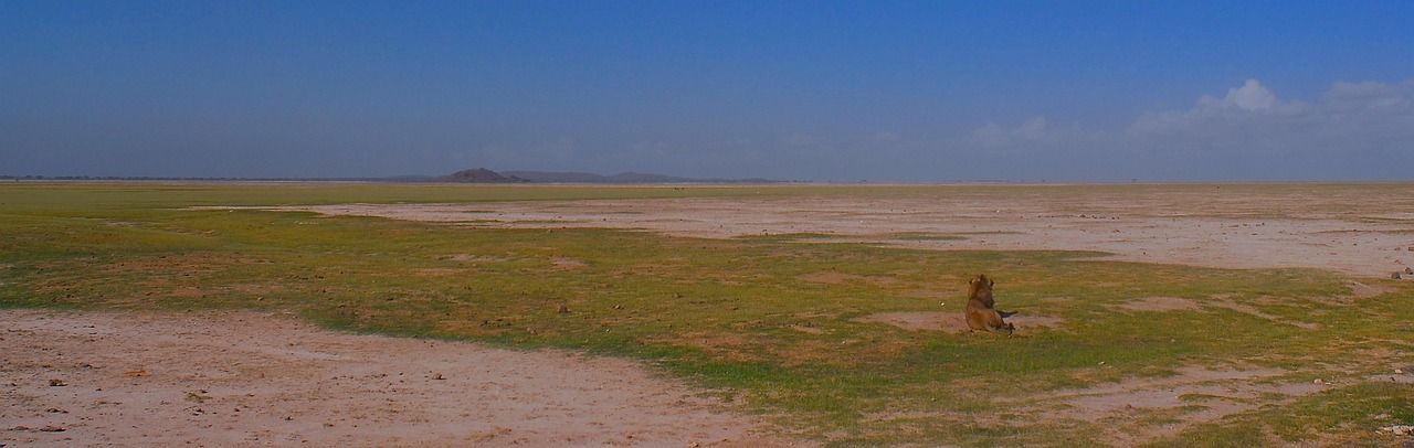 découvrez l'importance de l’action climatique : solutions, initiatives et conseils pour lutter contre le changement climatique à l’échelle individuelle et collective.