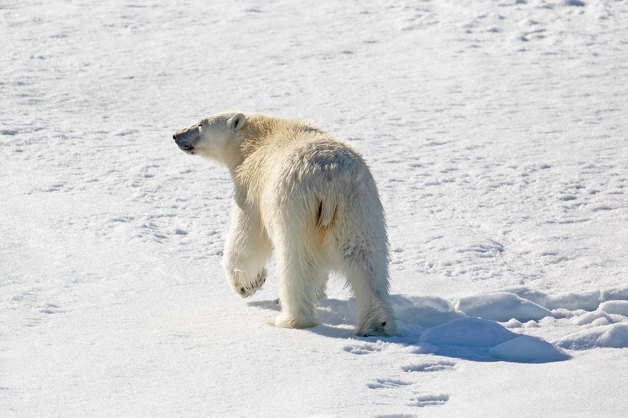 découvrez les engagements et actions du g7 pour lutter contre le changement climatique et protéger l'environnement à l'échelle mondiale.