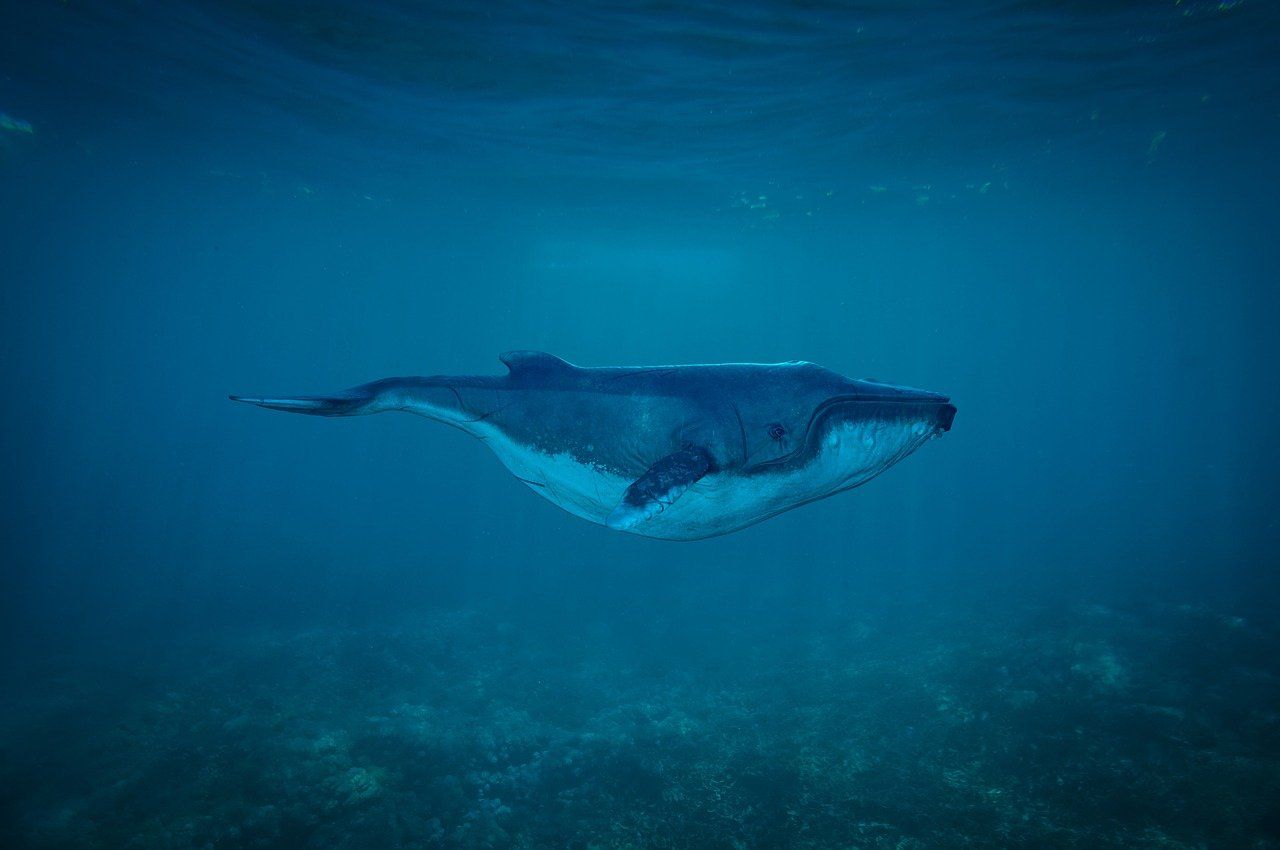 découvrez les merveilles des océans, habitat fascinant abritant une biodiversité incroyable. explorez les mystères des profondeurs marines, la beauté des coraux et l'importance des océans pour notre planète. plongez dans un monde d'aventure et de découvertes.