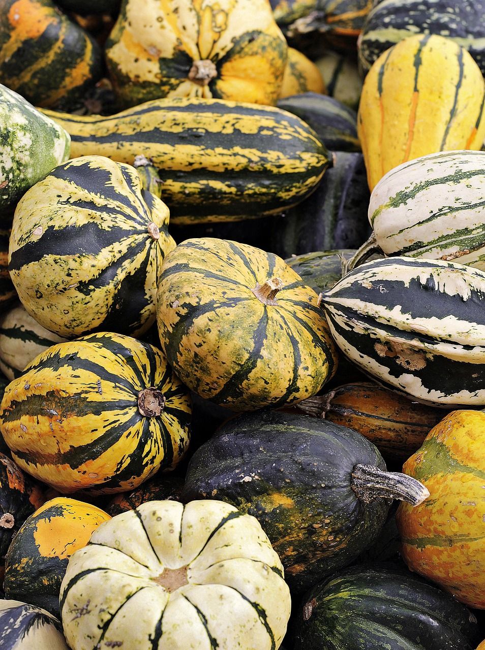 découvrez les innovations et les pratiques durables en agriculture pour une production respectueuse de l'environnement et une alimentation saine.