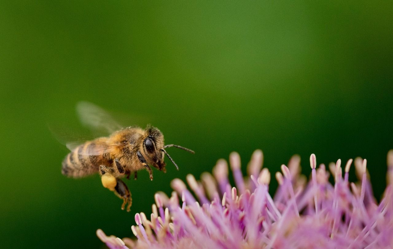 découvrez l'importance de la biodiversité, son rôle vital pour l'équilibre des écosystèmes et les actions essentielles pour sa protection.