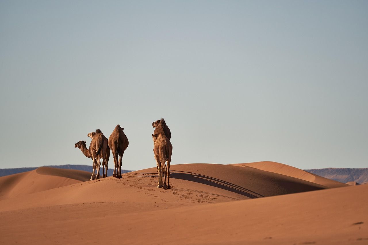 découvrez la cop30 au maroc, un événement clé pour discuter des enjeux climatiques mondiaux et promouvoir des actions durables pour la planète.