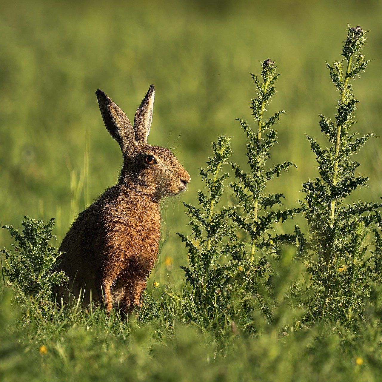 découvrez l'importance de la biodiversité, son rôle essentiel dans les écosystèmes et les actions pour la préserver au quotidien.