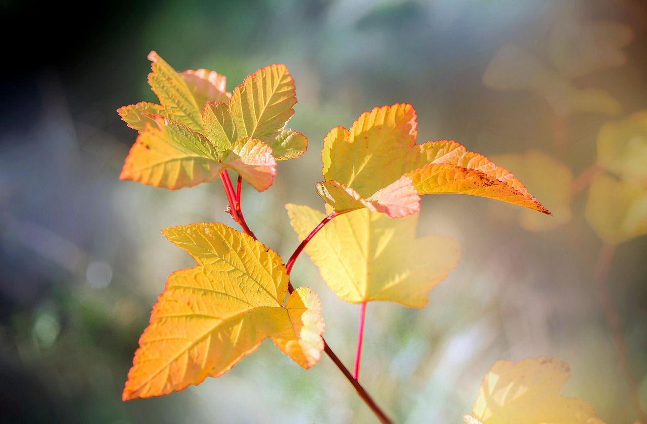découvrez des conseils pratiques et des initiatives pour adopter des éco-actions au quotidien, réduire votre impact environnemental et contribuer à un avenir durable.