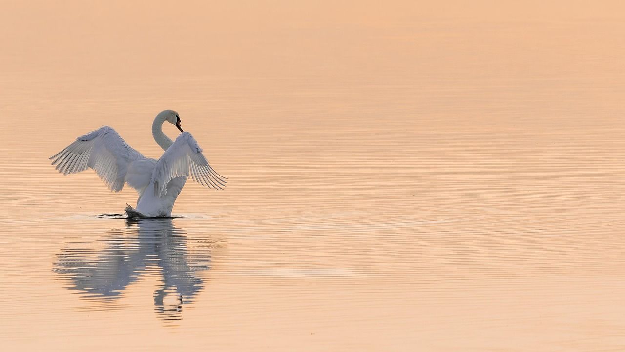 découvrez les enjeux et les solutions pour la conservation des habitats naturels. explorez les méthodes de préservation de la biodiversité et comment agir pour protéger les écosystèmes menacés.