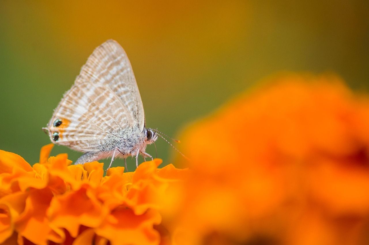 découvrez l'importance des pollinisateurs sauvages dans la biodiversité et leur rôle essentiel pour l'agriculture et l'environnement.