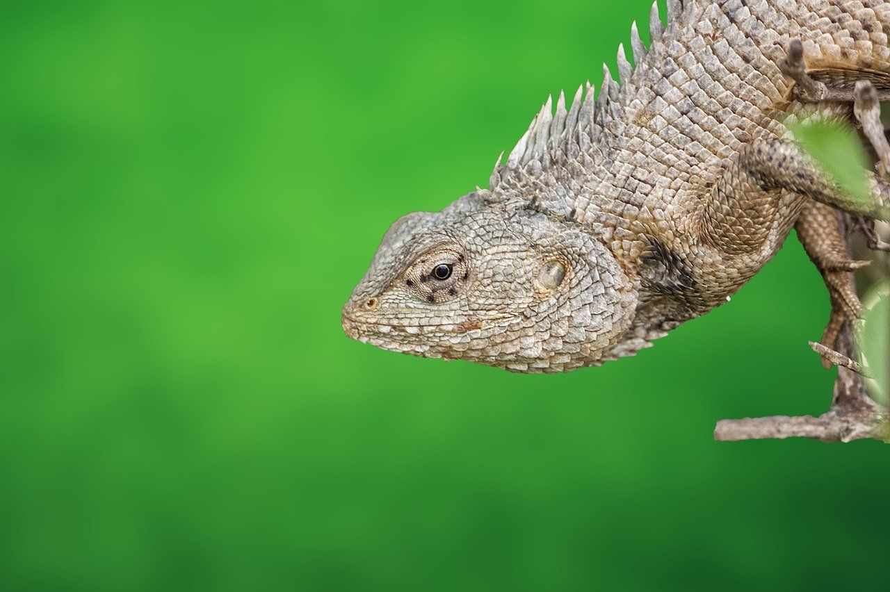 découvrez l'importance de la biodiversité, ses avantages pour l'environnement et nos vies, ainsi que les actions à entreprendre pour la préserver et favoriser un avenir durable.