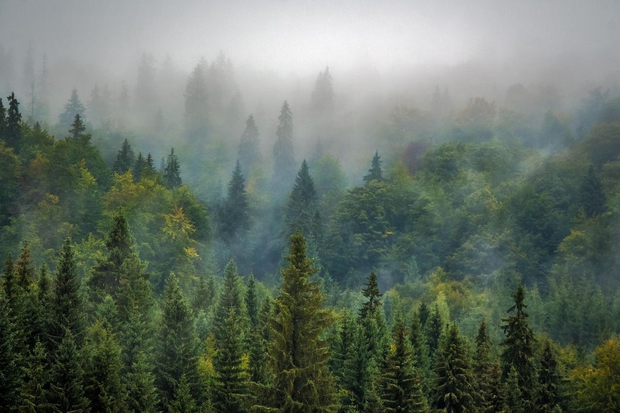 découvrez tout sur les arbres : leurs espèces, leur importance écologique, leurs bienfaits pour l'environnement et comment les préserver.