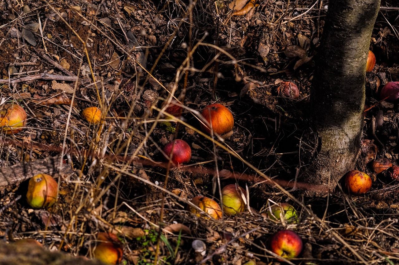découvrez comment composter efficacement vos déchets organiques pour enrichir votre jardin de manière naturelle et écologique.