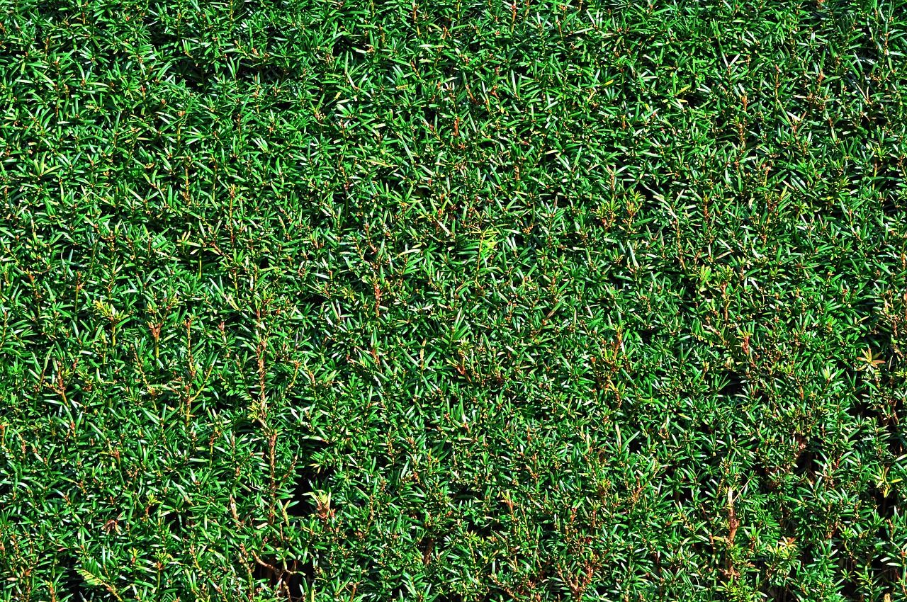 découvrez tout ce qu'il faut savoir sur les haies : types, entretien et avantages pour votre jardin.