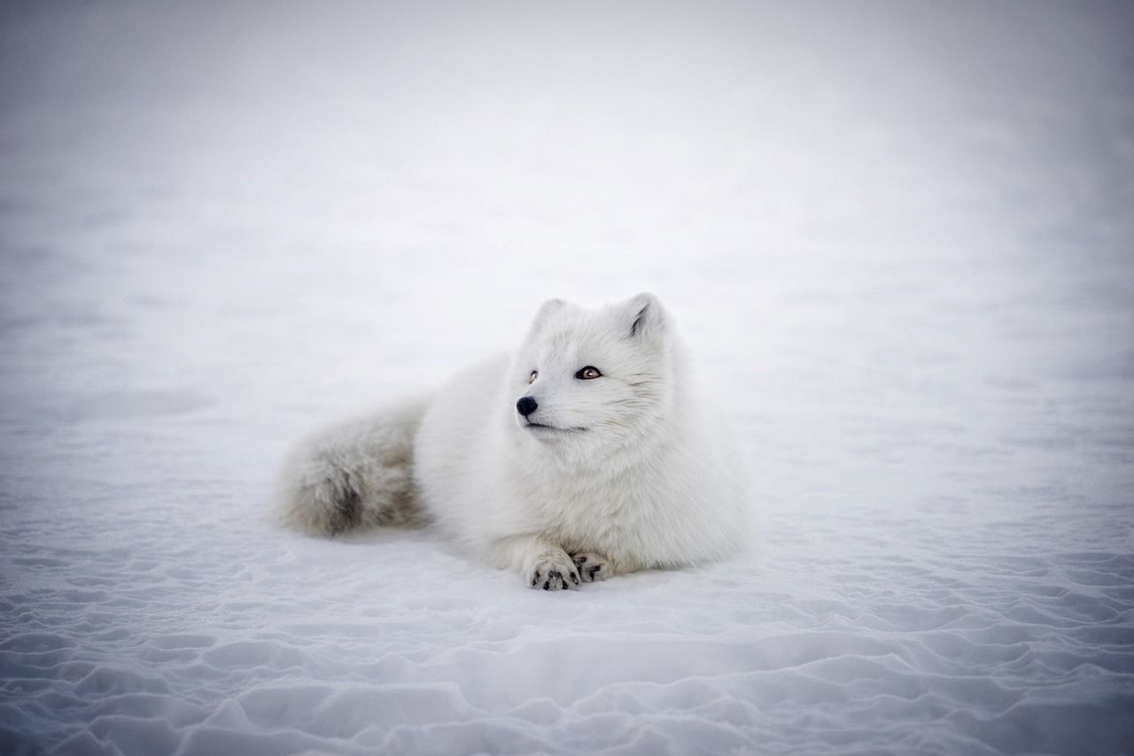 découvrez le fascinant monde de l'arctique, un écosystème unique et fragile où la beauté des paysages glaciaires rencontre une biodiversité incroyable. explorez les défis environnementaux et les merveilles naturelles de cette région polaire.