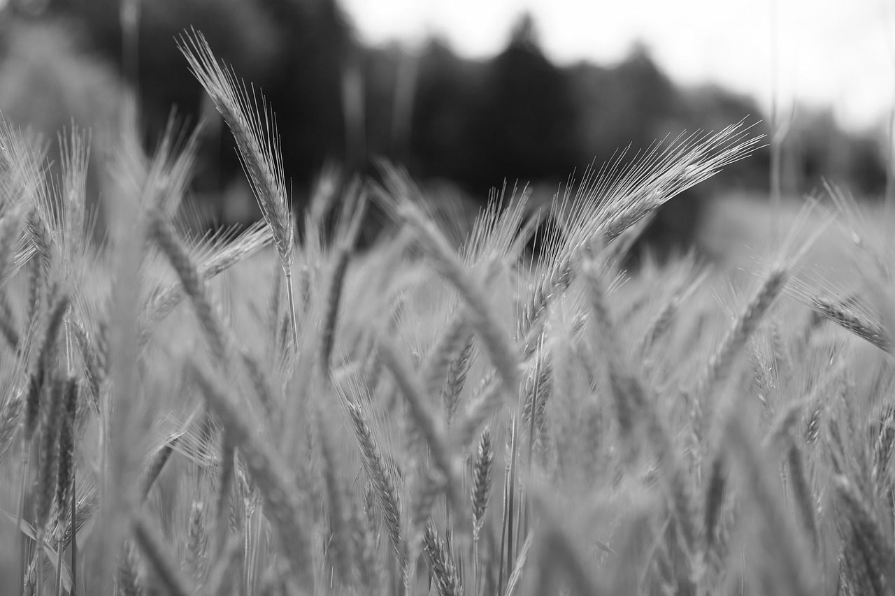 découvrez tout sur le blé, une céréale essentielle utilisée dans l'alimentation mondiale, ses variétés, ses bienfaits nutritionnels et ses applications culinaires.