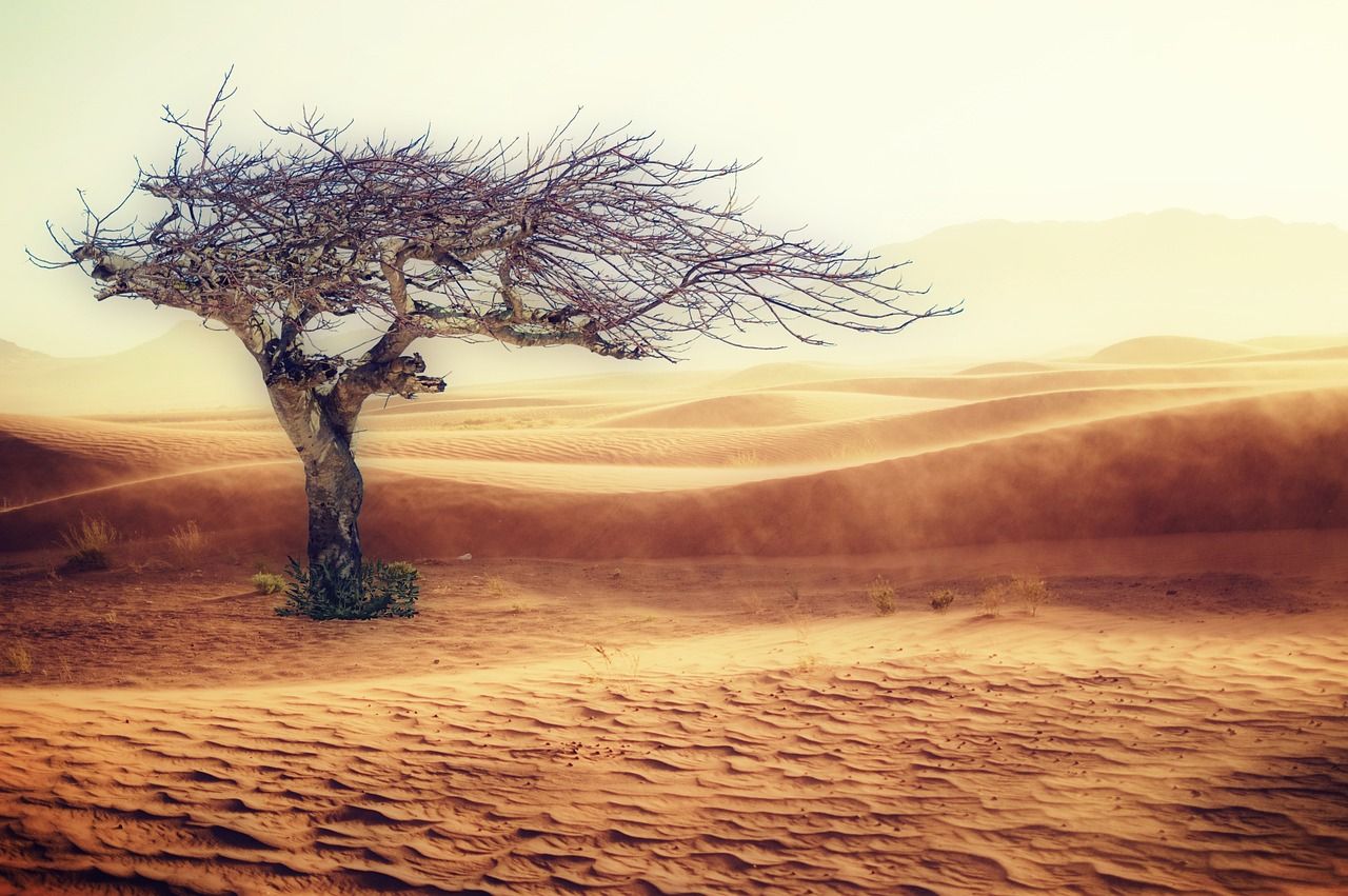 découvrez les impacts du changement climatique sur notre planète et les actions nécessaires pour un avenir durable. informez-vous sur les causes, effets et solutions pour lutter contre ce phénomène mondial.