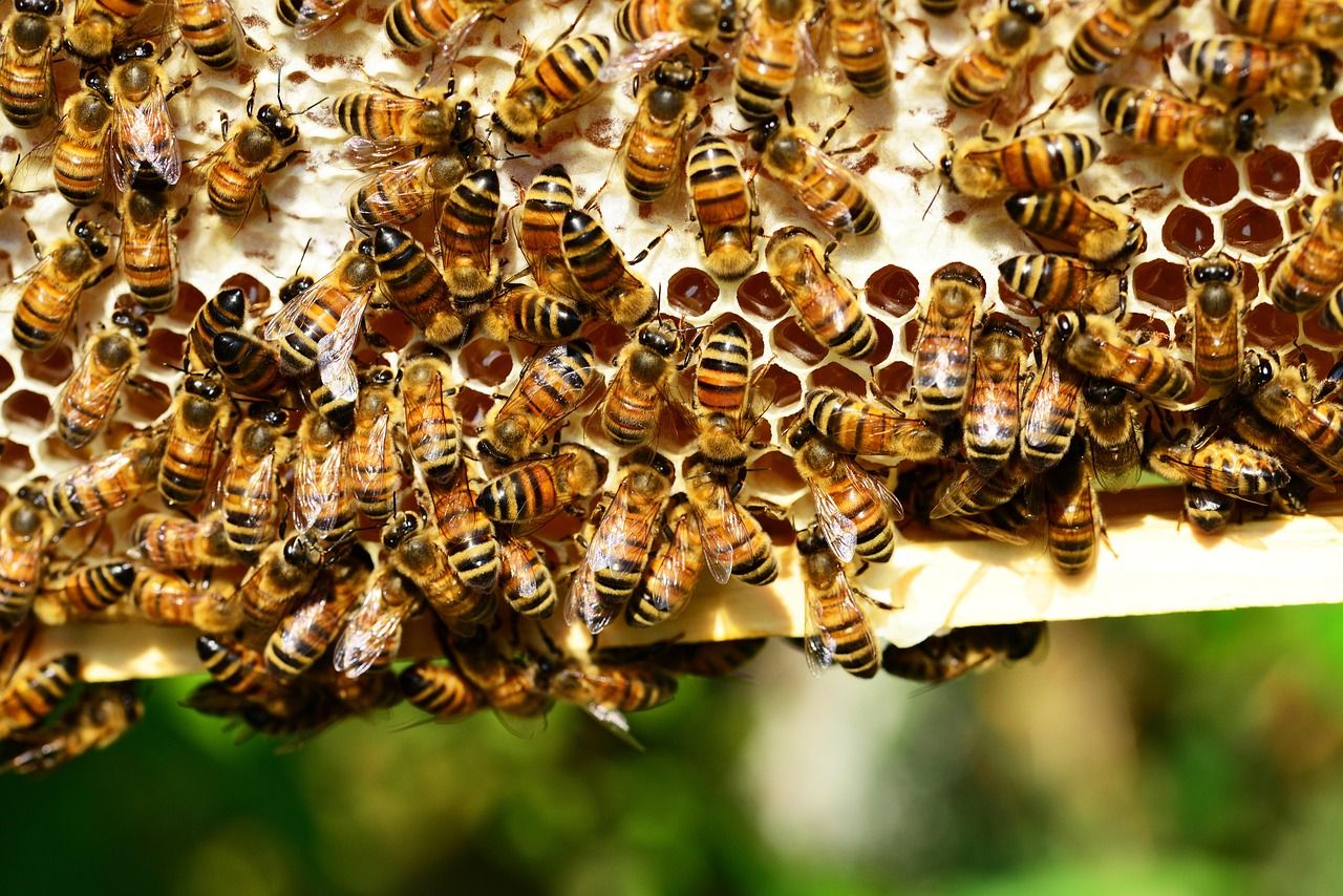 découvrez l'importance de la biodiversité, son rôle crucial dans l'équilibre des écosystèmes et les actions pour la préserver.