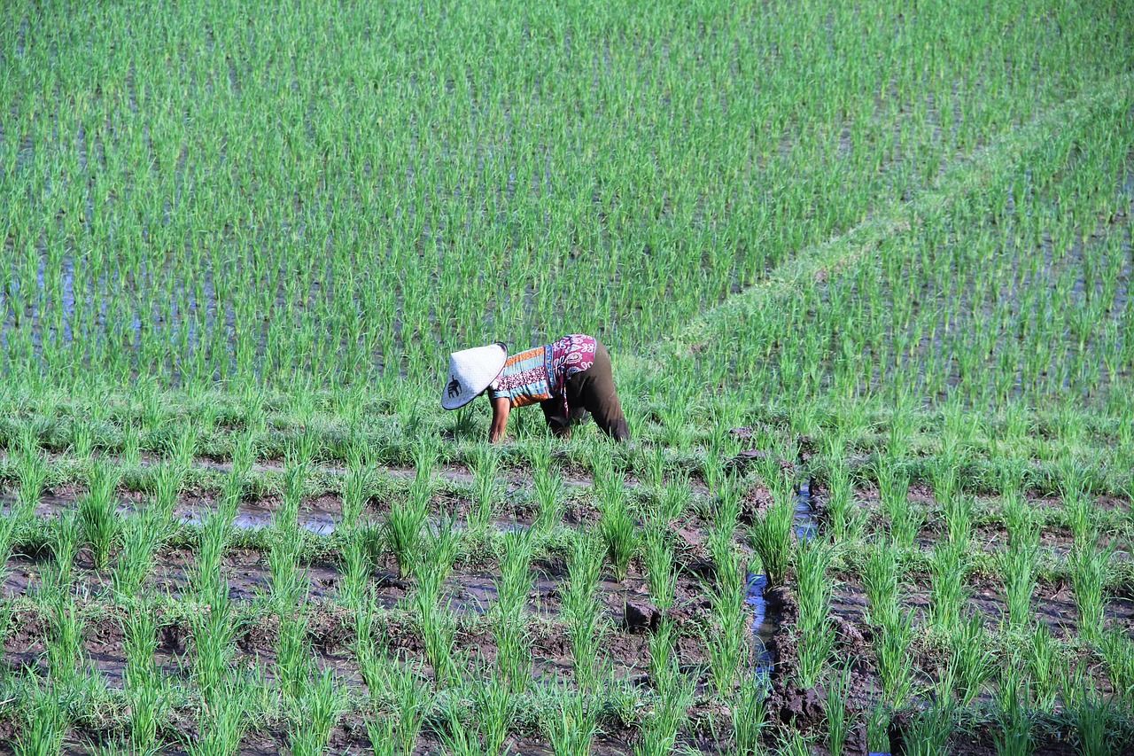 découvrez les techniques, les étapes et les conseils essentiels pour réussir la culture du riz, de la préparation des sols à la récolte, afin d’obtenir une production optimale et durable.