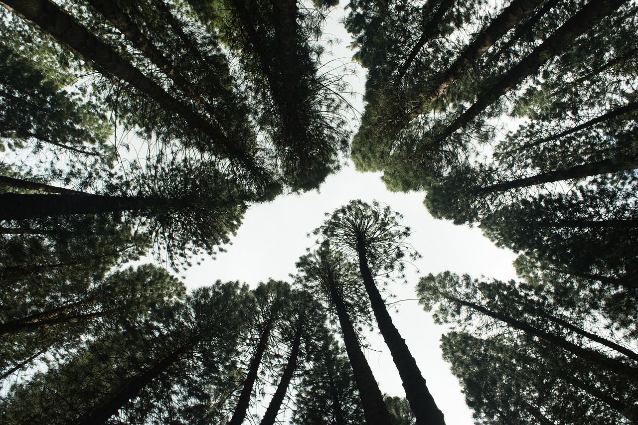 découvrez l'importance de la reforestation pour notre planète. apprenez comment cette pratique aide à restaurer les écosystèmes, à lutter contre le changement climatique et à promouvoir la biodiversité. engagez-vous dès aujourd'hui pour un avenir plus vert!