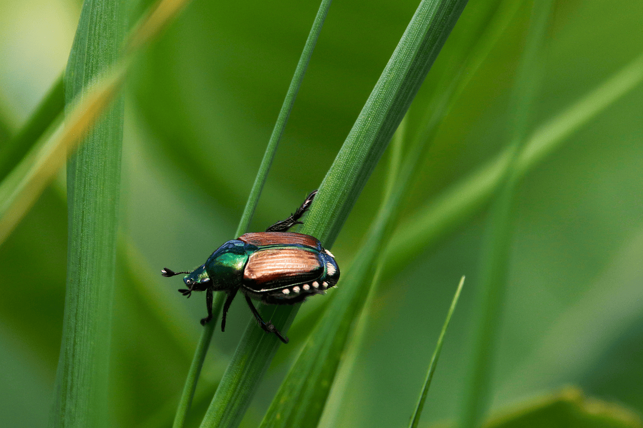 découvrez tout sur la biodiversité : son importance, les menaces qui pèsent sur elle et les actions à adopter pour préserver la richesse des espèces et des écosystèmes naturels.