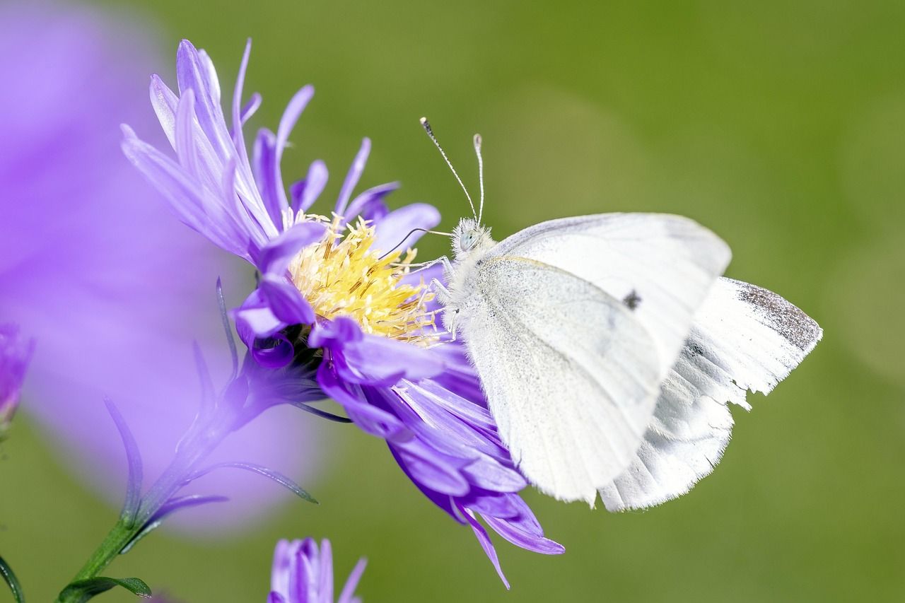 découvrez les défis environnementaux auxquels notre planète est confrontée aujourd'hui. explorez les conséquences des activités humaines sur la biodiversité, le climat et les écosystèmes, et apprenez comment la sensibilisation et l'innovation peuvent aider à surmonter ces obstacles pour un avenir durable.