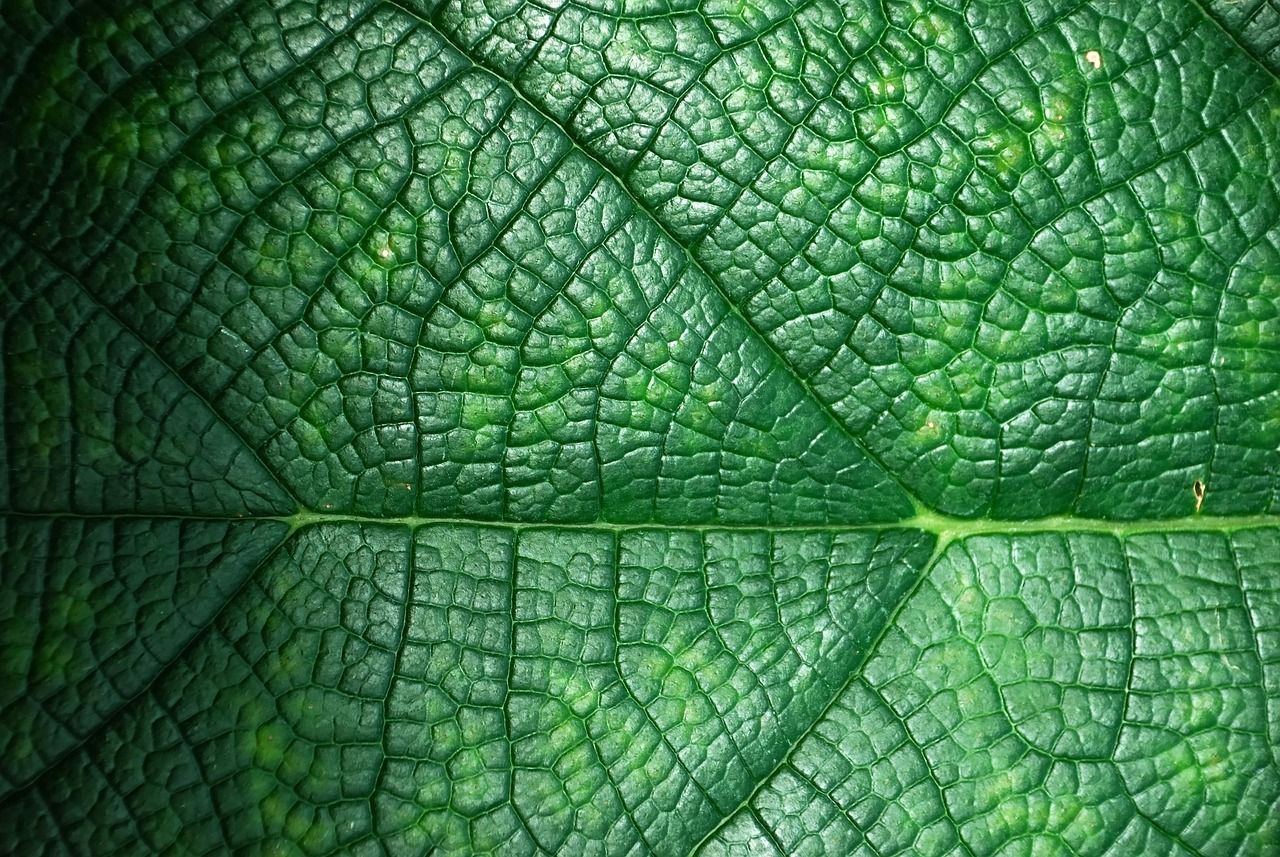 devenez un éco-ambassadeur et découvrez comment contribuer à la protection de l'environnement. apprenez des conseils pratiques pour adopter un mode de vie durable et inspirez votre communauté à participer à la transition écologique.