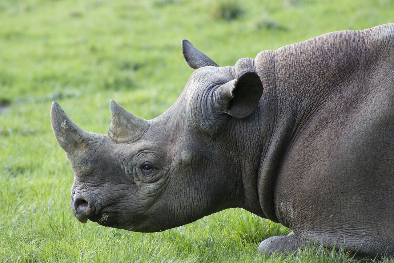découvrez les espèces en danger d'extinction, les causes de leur disparition et les efforts de conservation pour protéger la biodiversité.