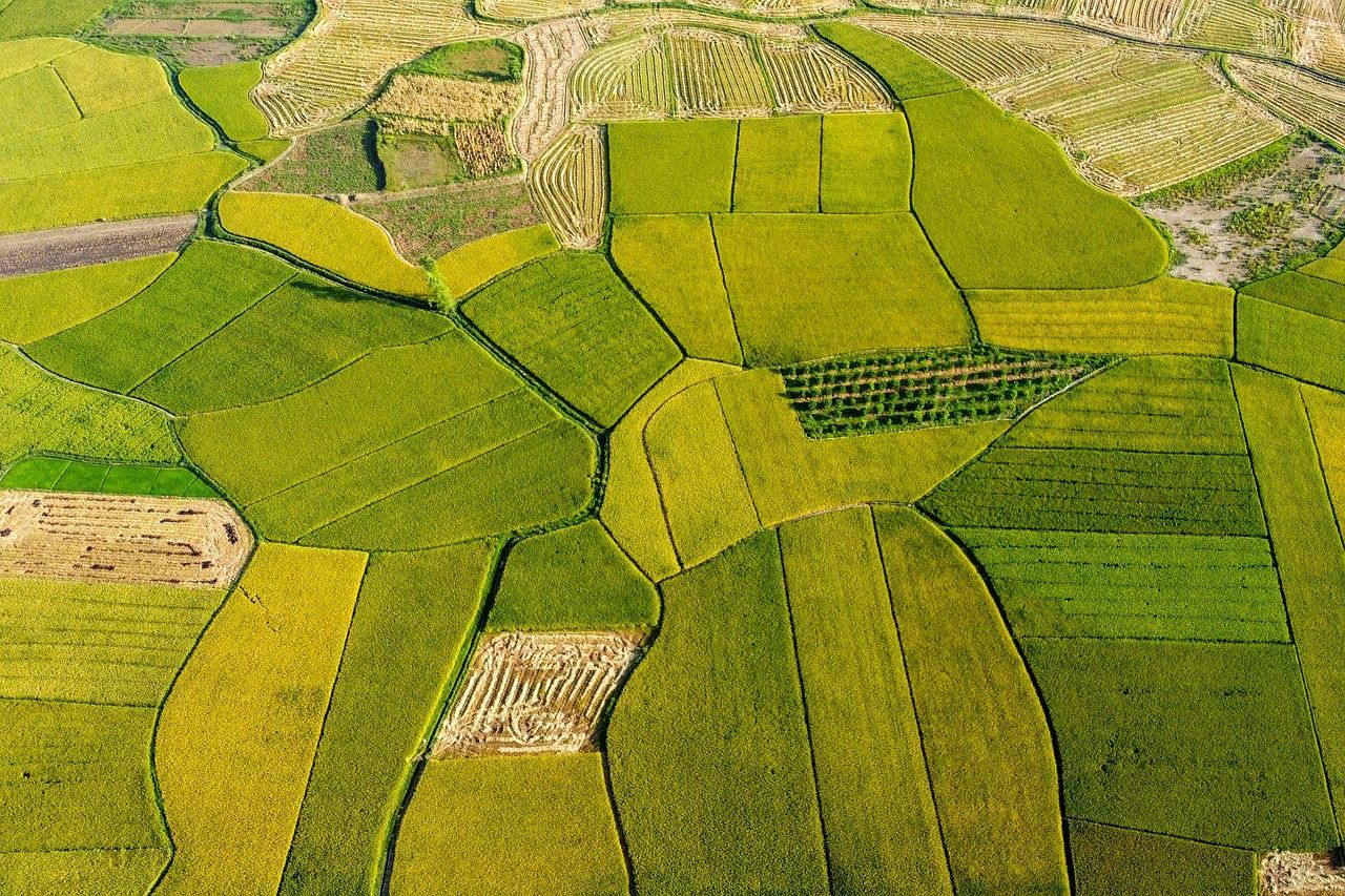 découvrez le riz résistant au climat : une solution innovante pour faire face aux changements climatiques, assurer des récoltes durables et renforcer la sécurité alimentaire dans le monde entier.